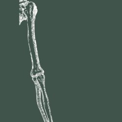 Anatomy Course - Arms