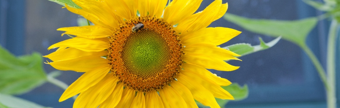Designing with Plenty for Pollinators with Karen Bussolini