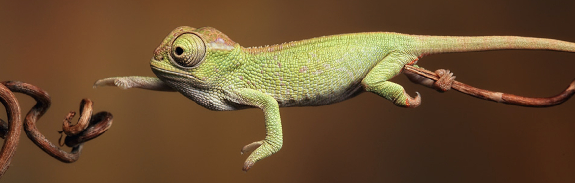 Biomimicry: Nature-Inspired Design