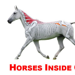 Horses Inside Out Masterclass: Equine Pilates for Strength, Suppleness & Performance