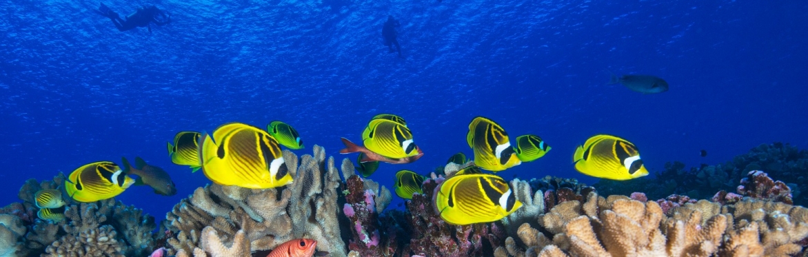 Select tickets – Dr Helen Scales: Working in marine biology and science ...