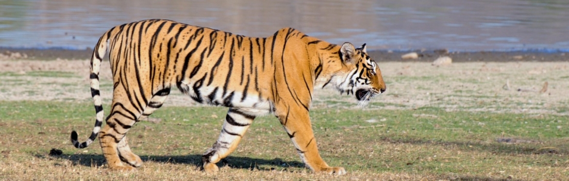 Tigress in India © Stephen Mills