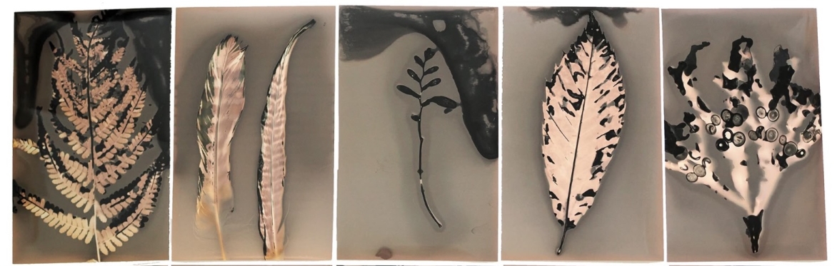 Phytogram Workshop