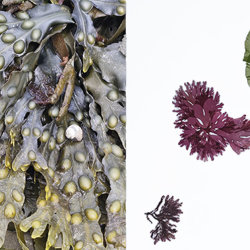 Seaweed Press Workshop - with Paula Lynch