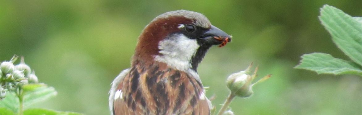 House Sparrow eating a Ladybird Owlthorpe 22.5.25 ©Phil Jackson