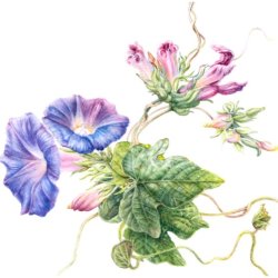 Adult Art Class: The Artists' Garden - Botanical Drawing with Mary Dillon