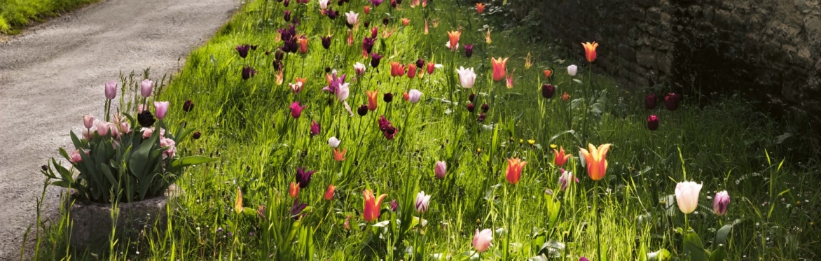 tulips in a herbaceous border