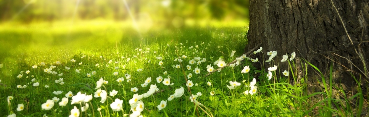 A scattering of small, white flowers at the base of a tree.