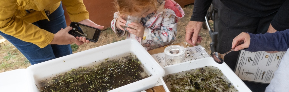 Holiday Children's Activities: Pond dipping, Minibeast Hunt + Craft at Daws Hall Nature Reserve