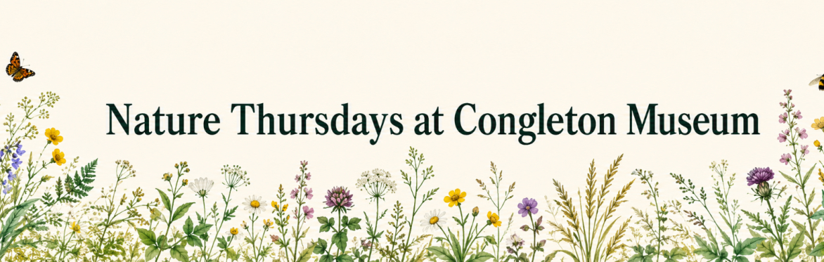 Paper Flowers for Pollinators - Nature Thursdays at Congleton Museum