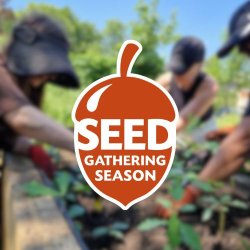 Seed Gathering Season: Stories from community tree nurseries