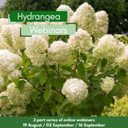 Hydrangea as garden plants in the UK Part 2