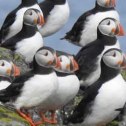 Isle of May Boat Trip (Puffins) + Optional Chippy