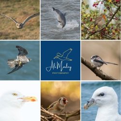 Discover the Art of Wildlife Photography - Winter Magic at Bempton Cliffs
