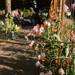Nostrana Garden