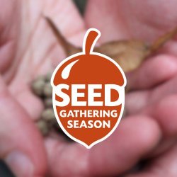 Seed Gathering Season: Diary of a seed gatherer