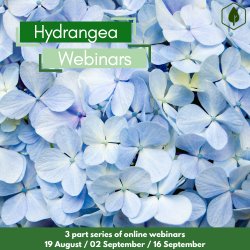 Introduction to Hydrangea