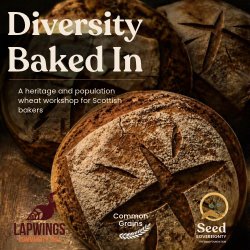 Diversity Baked In: A Heritage Flour Workshop for Scottish Bakers