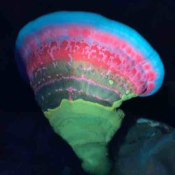 Biofluorescent Night Walk with Kit Ondaatje Rolls