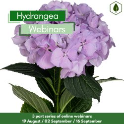 A drawing of the flower of hydrangea paniculata