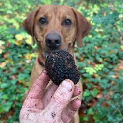 Summer Truffle Discovery Day Thumbnail