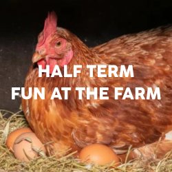 Meet The Cluckers Chickens 101 at Bath City Farm