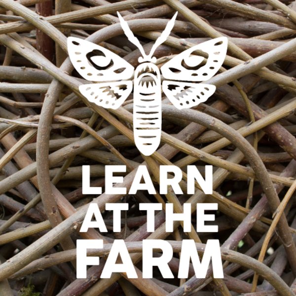 Weave a Winter Willow Star [Learn At The Farm]
