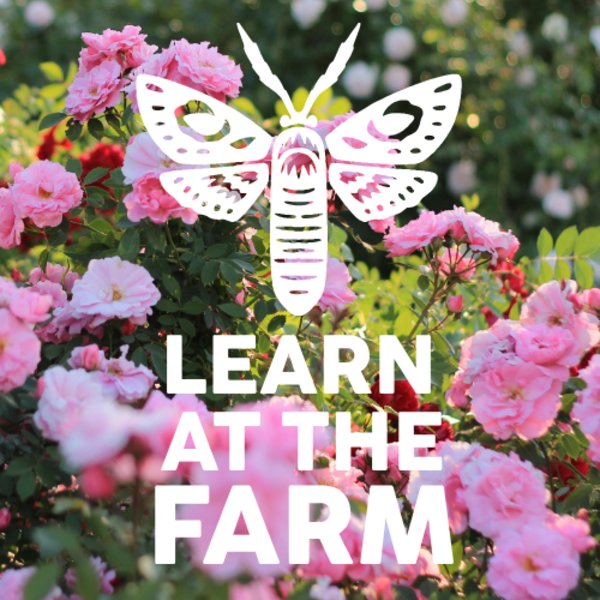 How To Plan A Productive Garden [Learn At The Farm]
