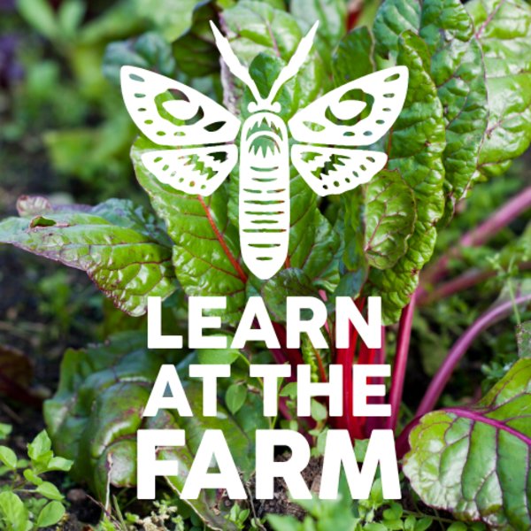 An Introduction To Permaculture [Learn At The Farm]