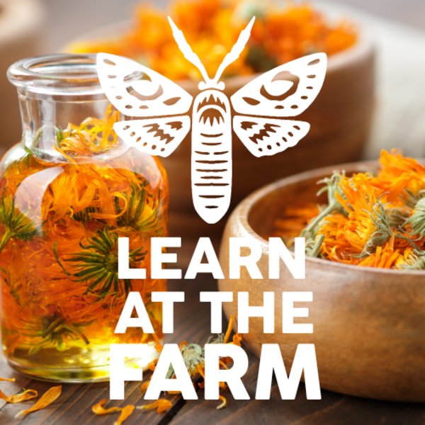 Herbalism for Winter Wellness [Learn At The Farm]