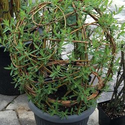 Living Willow Dome