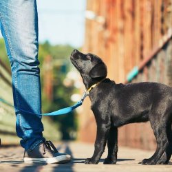 Puppy Academy 2
