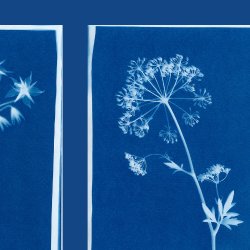 Garden  Cyanotype Workshop with Jenny