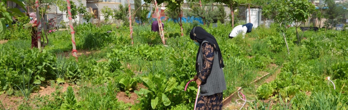 An evening of Iraqi Oud music and talks to raise funds for food gardening in Iraqi camps