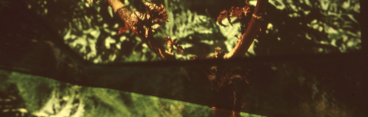 FOLD II: a watching & writing workshop with FIELDNOTES