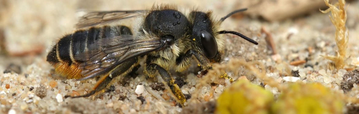 Leafcutter Bees Webinar
