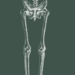 Anatomy Course - Legs