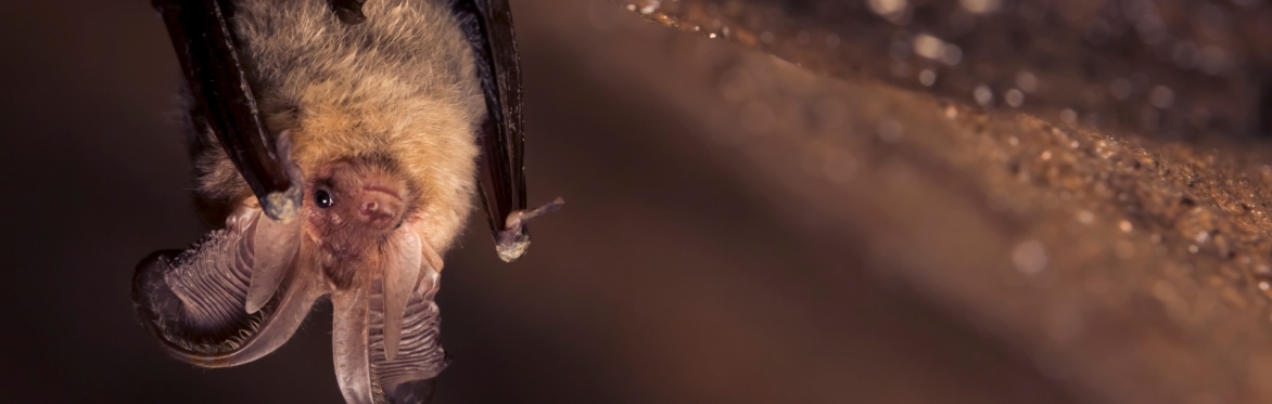 Frome's Big Bat Count #1