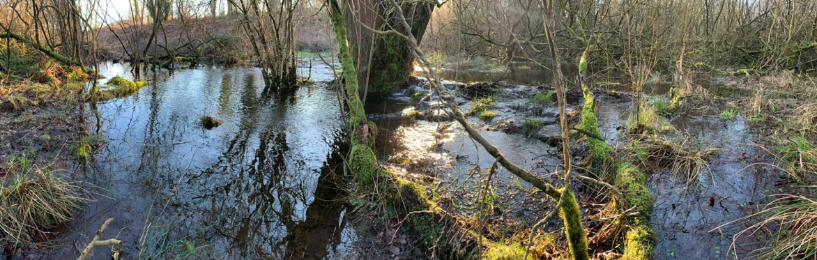 a beaver engineered wetland