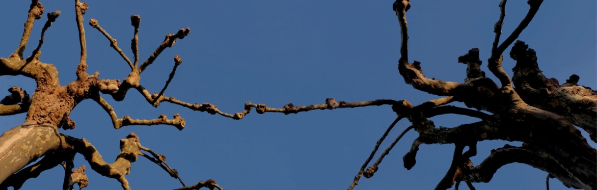 SPARK #33: Field and Forest