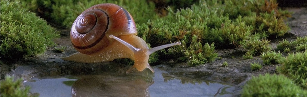 A picture of a snail drinking water.