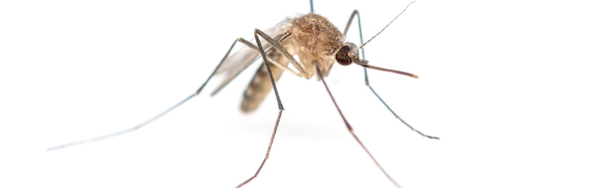 Mosquitoes  Webinar