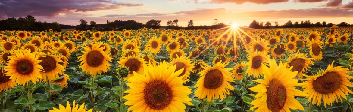 Sunflower Photo Sessions