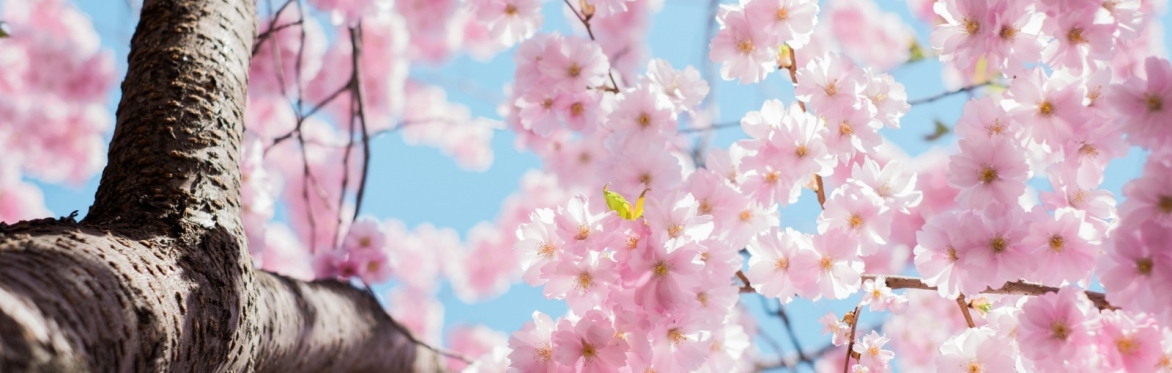 a cherry blossom tree in full flower