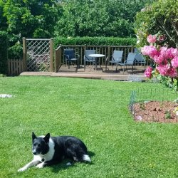 Star the dog relaxing in the garden