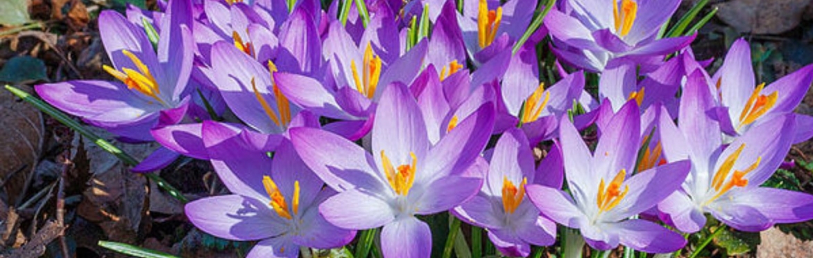 BLR Spring Celebration
