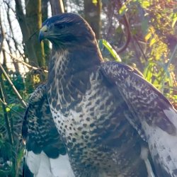Pete Brownlee: Robin Prytherch - The Buzzard Man: A film by Pete Brownlee