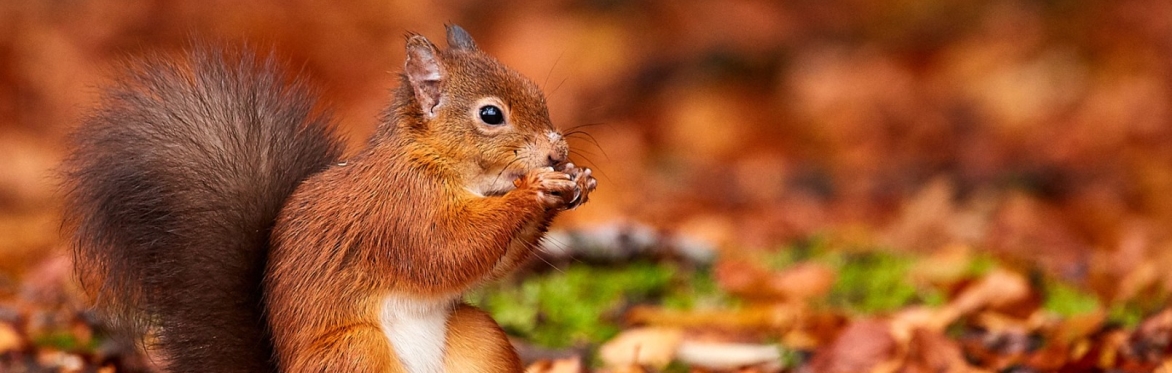Woodland Creation & Management to maximise biodiversity: What needs to be considered? Discussing on the ground examples