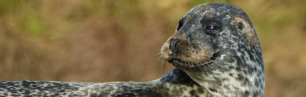 Wildlife and Waterfronts Kayak Tour