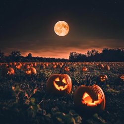 Bertie's Farm Pumpkin Nights (Adult Only)